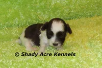 RobinHood, a male Havamalt for sale in Macon, GA – 3 of 7
