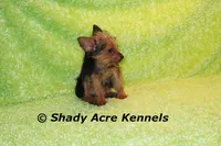 Frederick--5lbs, a male Yorkshire Terrier for sale in Macon, GA – 5 of 7