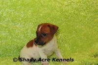 Smooth Shorty Cheff, a male Jack Russell Terrier for sale in Macon, GA – 8 of 10