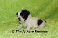 Pinther, a male Shih Tzu for sale in Macon, GA – 3 of 5