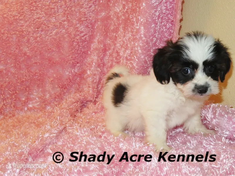 Madam – Shichon puppy for sale in Macon, GA