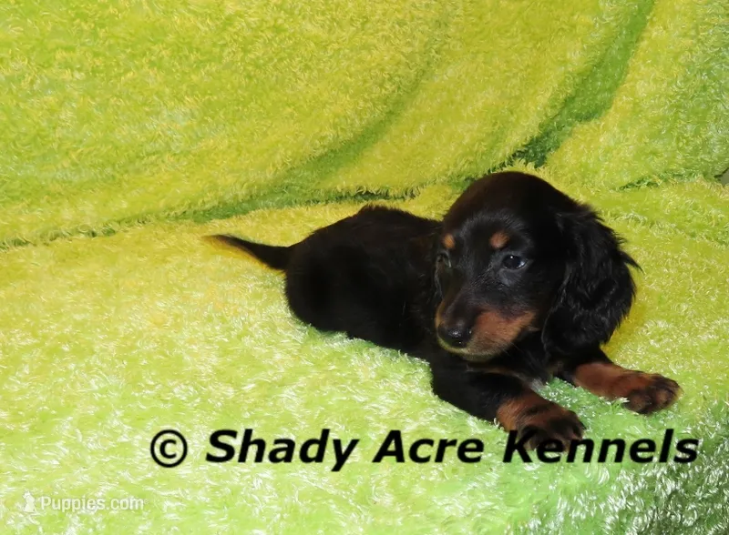 Long Coat Yam – Miniature Dachshund puppy for sale in Macon, GA