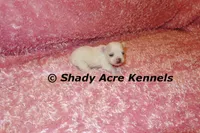 Disco, a female Mal Shi for sale in Macon, GA – 9 of 9