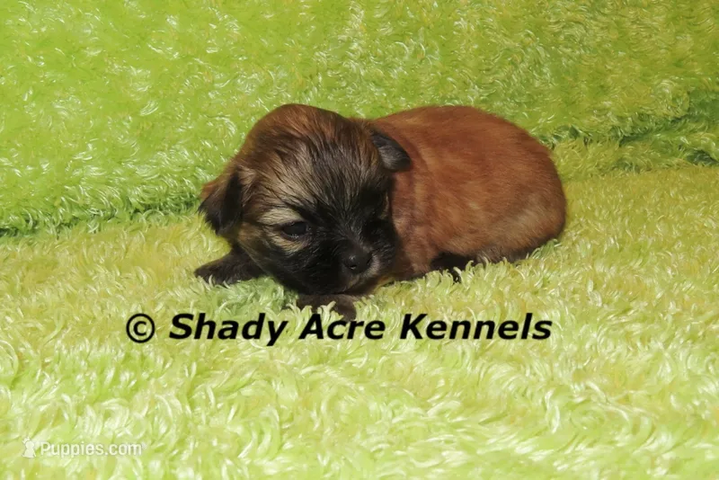 Gibson – Mal Shi puppy for sale in Macon, GA