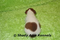 Nano, a male Jack Russell Terrier for sale in Macon, GA – 4 of 6