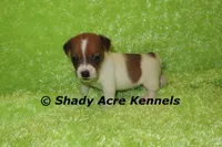 Nano, a male Jack Russell Terrier for sale in Macon, GA – 6 of 6