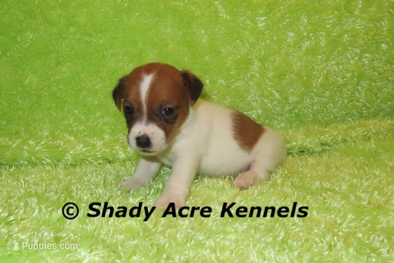 Nano – Jack Russell Terrier puppy for sale in Macon, GA