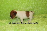 Nano, a male Jack Russell Terrier for sale in Macon, GA – 3 of 6