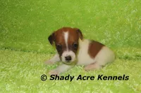 Nano, a male Jack Russell Terrier for sale in Macon, GA – 2 of 6
