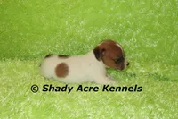 Nano, a male Jack Russell Terrier for sale in Macon, GA – 5 of 6