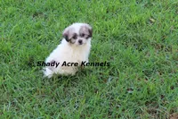 McCavity, a male Shichon for sale in Macon, GA – 9 of 9