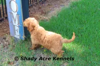 F1b Mini Golden Laroy--average weight 30#, a male Miniature Goldendoodle for sale in Macon, GA – 5 of 8