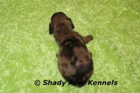 Yamaha, a male Miniature Dachshund for sale in Macon, GA – 2 of 4