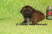 Gideon-Ready 4-2, a male Shichon and Mal Shi for sale in Macon, GA – Photo 4 of 6