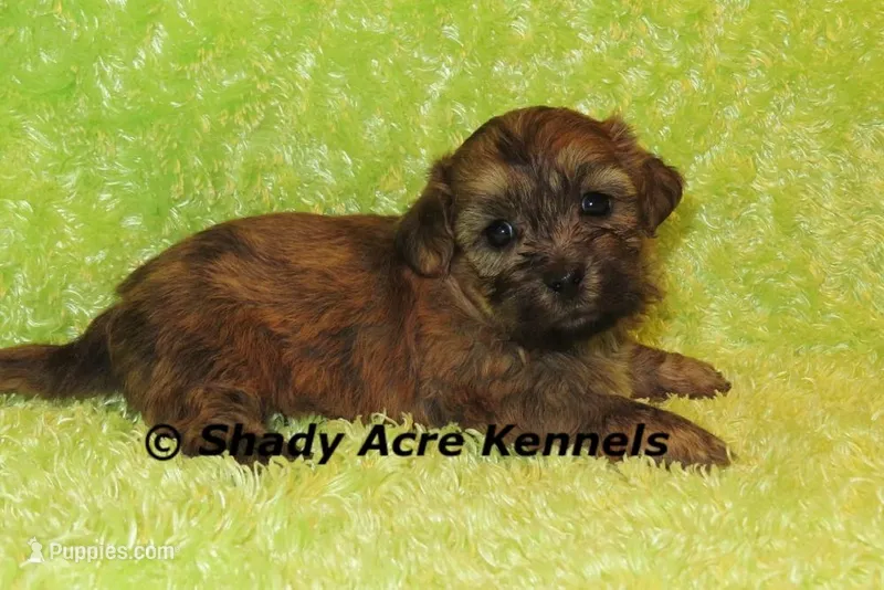 Gideon-Ready 4-2 – Shichon, Mal Shi puppy for sale in Macon, GA