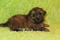 Gideon-Ready 4-2, a male Shichon and Mal Shi for sale in Macon, GA – Photo 1 of 6