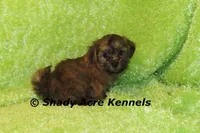 Gideon, a male Shichon and Mal Shi for sale in Macon, GA – Photo 8 of 9