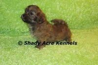 Gideon, a male Shichon and Mal Shi for sale in Macon, GA – Photo 9 of 9