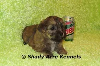 Gideon-Ready 4-2, a male Shichon and Mal Shi for sale in Macon, GA – Photo 3 of 6