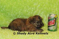 Gideon-Ready 4-2, a male Shichon and Mal Shi for sale in Macon, GA – Photo 6 of 6