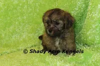 Gideon, a male Shichon and Mal Shi for sale in Macon, GA – Photo 6 of 9