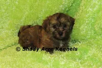 Gideon, a male Shichon and Mal Shi for sale in Macon, GA – Photo 2 of 9