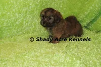 Gideon, a male Shichon and Mal Shi for sale in Macon, GA – Photo 4 of 9