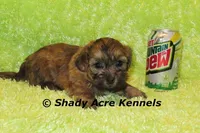 Gideon-Ready 4-2, a male Shichon and Mal Shi for sale in Macon, GA – Photo 5 of 6