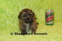 Gideon-Ready 4-2, a male Shichon and Mal Shi for sale in Macon, GA – Photo 2 of 6