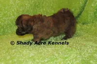 Gideon, a male Shichon and Mal Shi for sale in Macon, GA – Photo 3 of 9