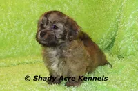 Gideon, a male Shichon and Mal Shi for sale in Macon, GA – Photo 5 of 9