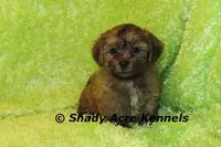 Gideon, a male Shichon and Mal Shi for sale in Macon, GA – Photo 7 of 9
