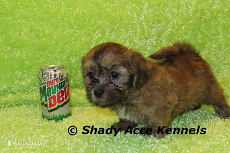 Gideon – Shichon, Mal Shi puppy for sale in Macon, GA