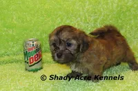 Gideon, a male Shichon and Mal Shi for sale in Macon, GA – Photo 1 of 9