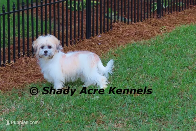 Shichon Magelan – Shichon puppy for sale in Macon, GA