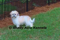 Shichon Magelan, a male Shichon for sale in Macon, GA – 1 of 9