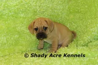 Benard, a male Puggle for sale in Macon, GA – 1 of 4