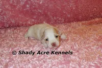 Rolanda, a female Havamalt for sale in Macon, GA – 4 of 5
