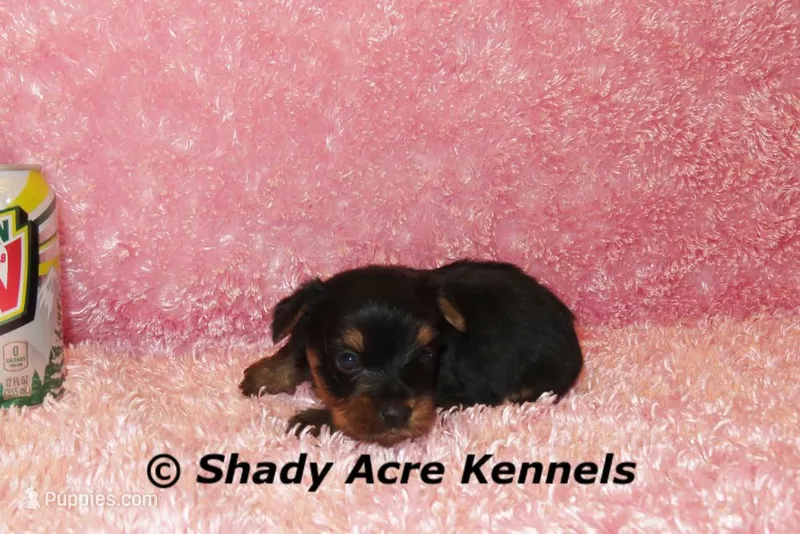 Pally-Ready 3-12-AKC registration available