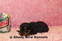 Pally-Ready 3-12-AKC registration available, a female Yorkshire Terrier for sale in Macon, GA – Photo 7 of 7