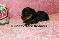 Pally-Ready 3-12-AKC registration available, a female Yorkshire Terrier for sale in Macon, GA – Photo 4 of 7