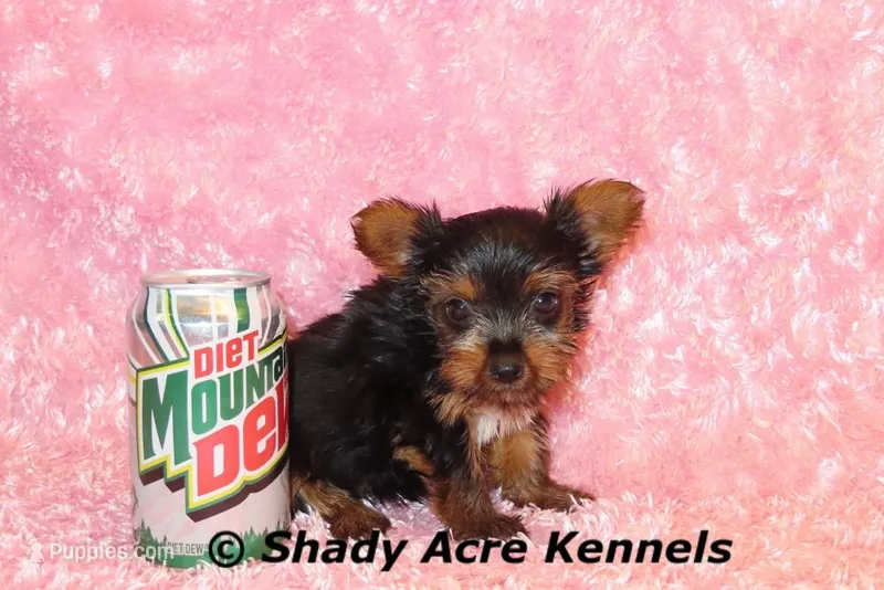 Pally-Ready 3-12-AKC registration available – Yorkshire Terrier puppy for sale in Macon, GA