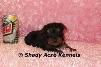 Pally-Ready 3-12-AKC registration available, a female Yorkshire Terrier for sale in Macon, GA – Photo 3 of 7