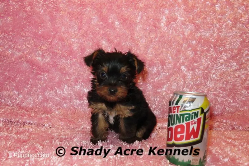 Pally-Ready 3-12-AKC registration available