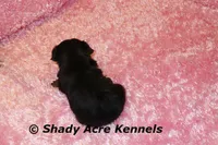 Pally-Ready 3-12-AKC registration available, a female Yorkshire Terrier for sale in Macon, GA – Photo 6 of 7