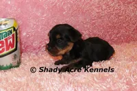 Pally-Ready 3-12-AKC registration available, a female Yorkshire Terrier for sale in Macon, GA – Photo 5 of 7