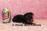 Pally-Ready 3-12-AKC registration available, a female Yorkshire Terrier for sale in Macon, GA – Photo 2 of 7