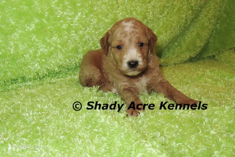 F1b MINI Landon – Miniature Goldendoodle puppy for sale in Macon, GA