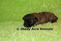 Gindhi, a male Mal Shi for sale in Macon, GA – 3 of 7