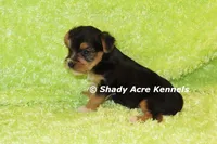 Buick----AKC registerable, a male Yorkshire Terrier for sale in Macon, GA – 8 of 9